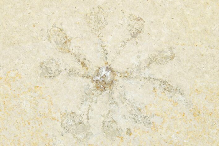 Floating Crinoid (Saccocoma) Fossil - Solnhofen Limestone #351015